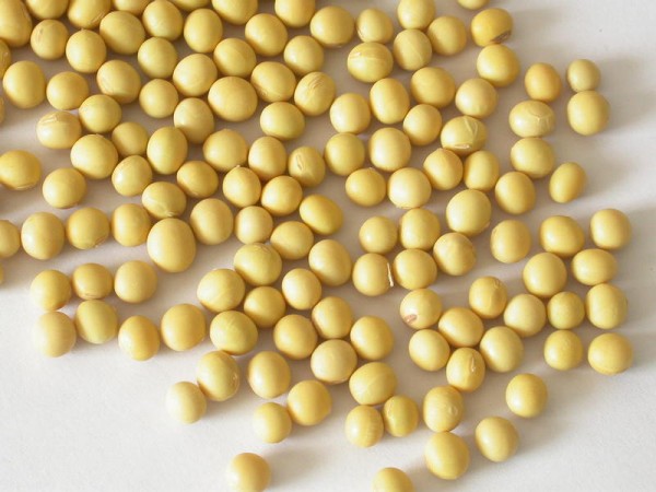 上成生物關(guān)注農(nóng)業(yè)部批準(zhǔn)轉(zhuǎn)基因大豆進口 安全無定論