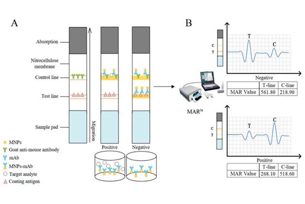 重磅|我公司與國(guó)家獸藥殘留基準(zhǔn)實(shí)驗(yàn)室（華中農(nóng)業(yè)大學(xué)）科研成果在國(guó)際知名期刊《Biosensors》上發(fā)表